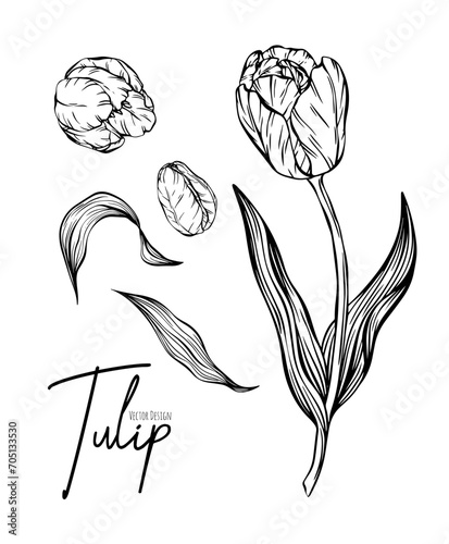 Botanical set line illustration of tulip flowers for wedding invitation and cards, logo design, web, social media and poster, template, advertisement, beauty and cosmetic industry.