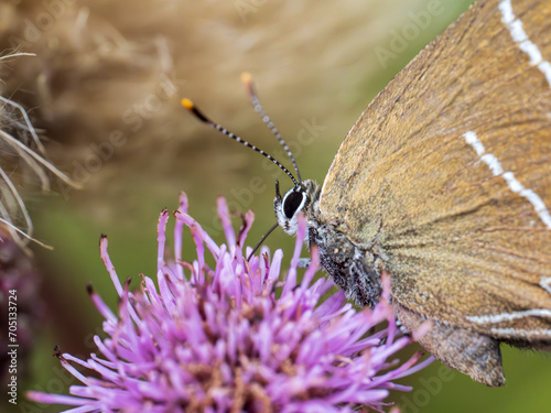 White-letter Hairstreak Butterfly on Creeping Thistle photo