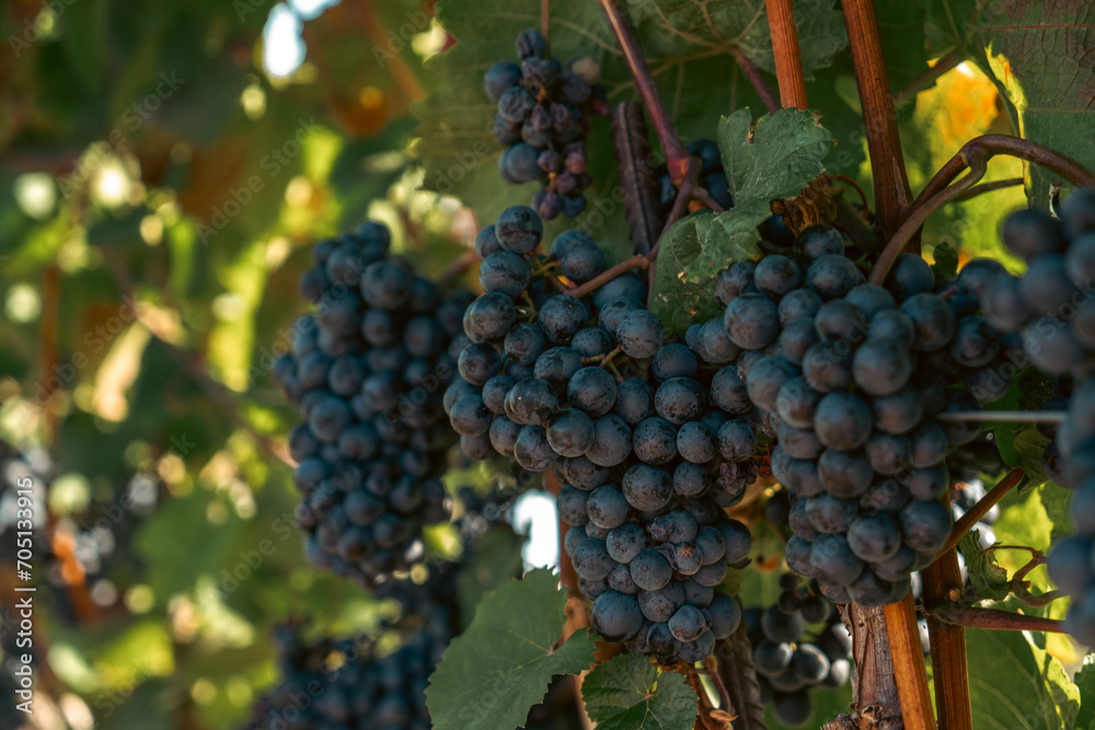 wine grapes on vine at the harvest time 