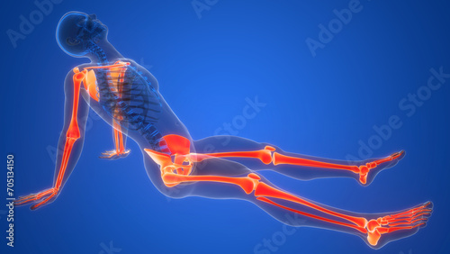 Human Skeleton System Upper and Lower Limbs Bone Joints Anatomy