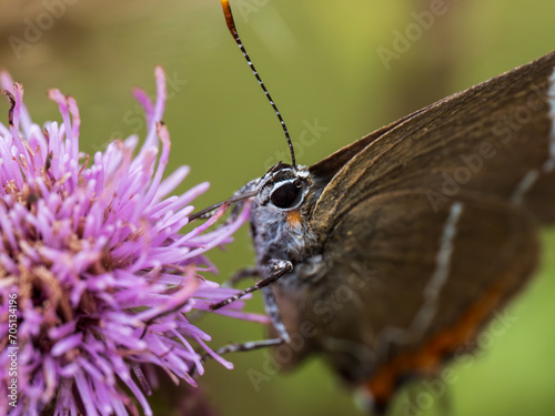 White-letter Hairstreak Butterfly on Creeping Thistle photo