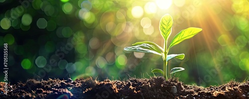 Sustainable beginnings. Close up of small green seedling growing in fertile soil representing concept of eco friendly business and environmental development