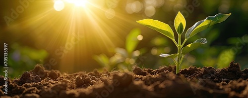Sustainable beginnings. Close up of small green seedling growing in fertile soil representing concept of eco friendly business and environmental development