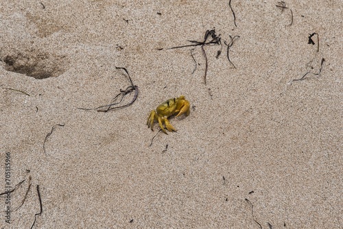 Small bright yellow crab with black eyes on a sandy beach in Western Australia. Golden ghost crab sitting in the sand. Small crab species called 'Ocypode convexa'. © Philipp