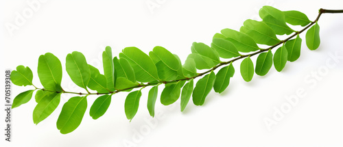 Closeup green branch of robinia or acacia isolate photo
