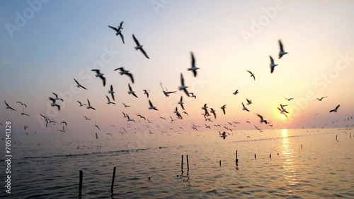 4K slow motion video of a flock of seagulls hovering over surface of water in search of food such as fish near the shore. In the evening when the sun is setting. At Saphan Daeng, Samut Sakhon Province photo