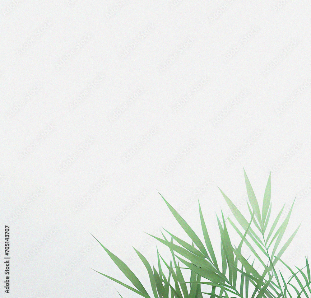 Fototapeta premium Green plant on the white background. Minimal design with space for text. Natural Template for presentation or product. Nature wallpaper. Minimalist concept. Beautiful Nature Flyer.