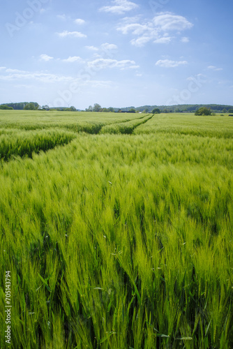 Grünes Gerstenfeld mit Traktorenspuren unter blauem Himmel im Frühling
 photo