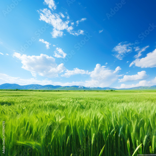 Green wheat agriculture field