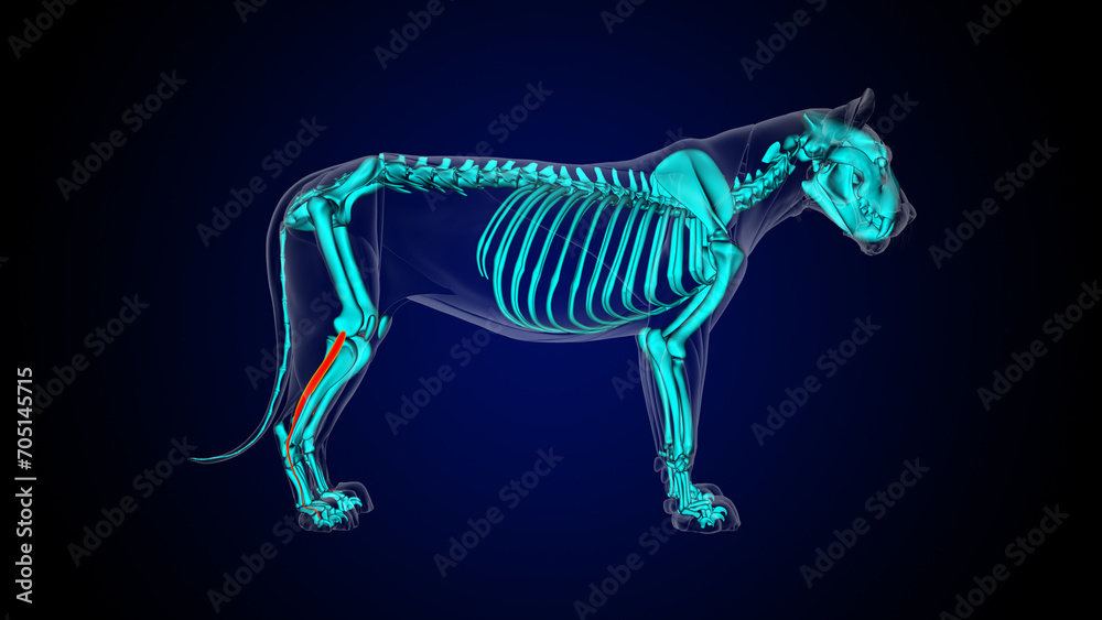Fototapeta premium Extensor digitorum lateralis leg muscle lion muscle anatomy for medical concept 3D rendering