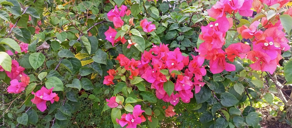 Pink bougainvillea flowers with green leaves background