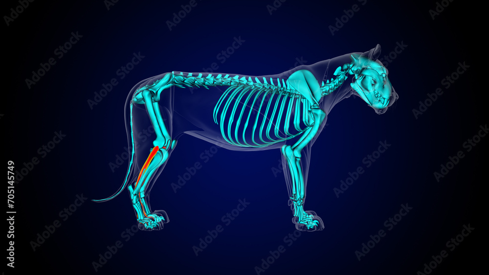 Flexor digitorum longus muscle lion muscle anatomy for medical concept 3D rendering Flexor digitorum longus muscle lion muscle anatomy for medical concept 3D rendering