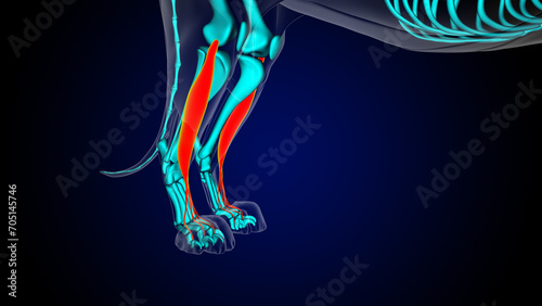 Extensor digitorum longus muscle lion muscle anatomy for medical concept 3D rendering