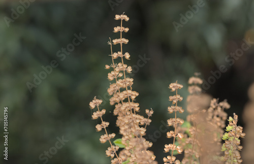 Holy Basil or Tulsi, medicinal holy plant of India.