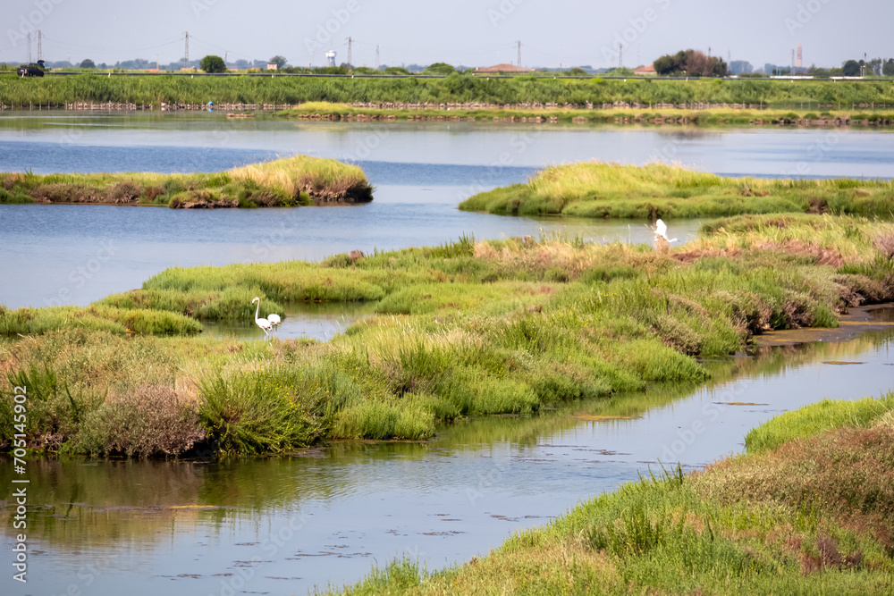 Group of white Flamingos with scenic view of Parco del Delta del Po in Veneto, Italy. Untouched wetlands in Po Delta. Raw wilderness on Via delle Valli Rovigo. Serene unspoiled natural habitat