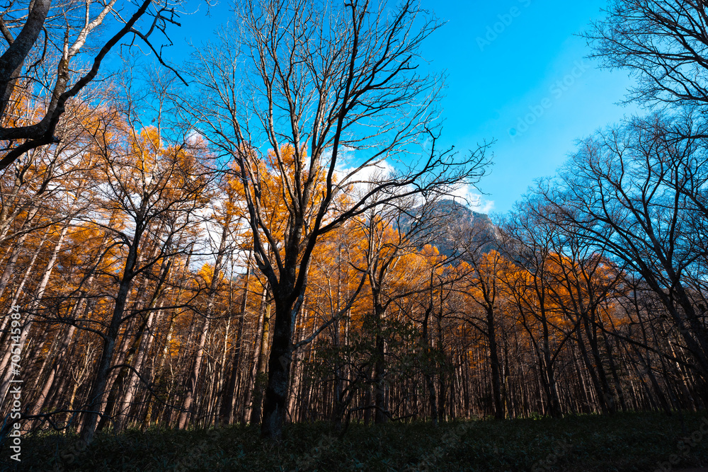 landscape in beautiful forest with colorful trees. Leaves of fall in nature. Autumn season in Kamikochi japan. Road scenery in the jungle on mountain. Beautiful natural autumn colors background.
