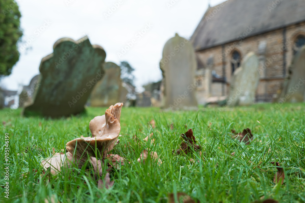 Obraz premium Shallow focus of a large toadstool seen going in the damp grounds of an English rural cemetery. Some of the church stones are sinking into there soft ground.