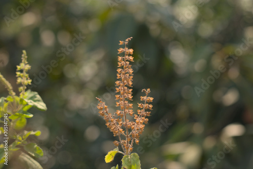 Holy Basil or Tulsi, medicinal holy plant of India.