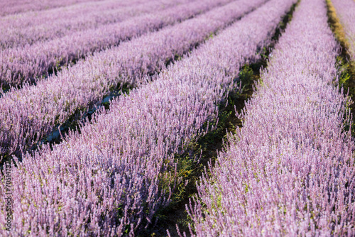 Chinese Mesona flower field in Taoyuan Yangmei District