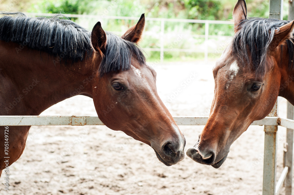 Naklejka premium The two beautiful horses on a walk