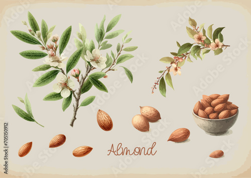 Watercolor Almond vintage retro poster design. Vector almond illustration, fruits theme.