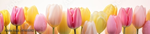 Colorful spring floral background, tulips on a white background. photo
