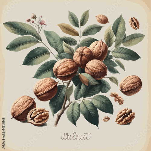 Watercolor walnut vintage retro poster design. Vector walnut illustration, fruits theme. photo