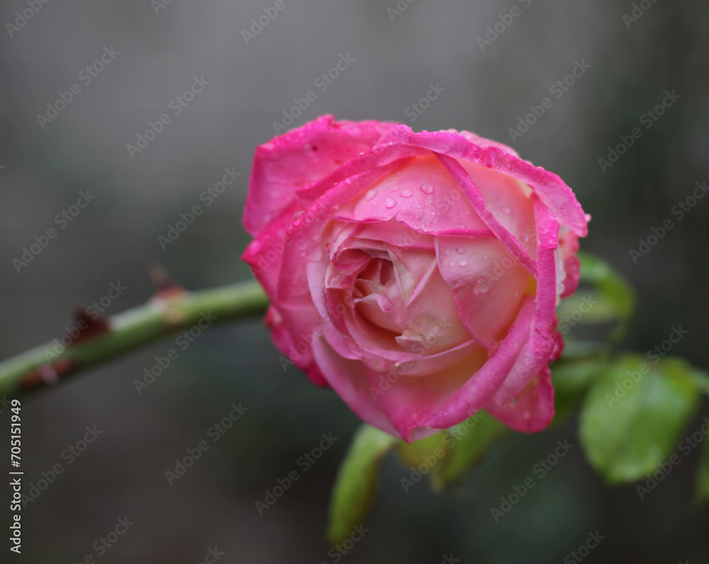 garden of village house on rainy day. light pink, red, bright, soft, fragrant rose plant. flower macro, blurry, clear shot. Rosa L., Rosaceae. postcard, floral background, pastel color.
garden of village house on rainy day. light pink, red, bright, soft, fragrant rose plant. flower macro, blurry, clear shot. Rosa L., Rosaceae. postcard, floral background, pastel color.