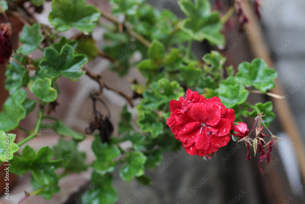 Photo of Pelargonium zonale inquinans, Pelargonium hybrida L grown in pots in fertile soil in village garden. lush fresh organic natural green leaves, pink red flowers in rainy day. pastel, background Photo of Pelargonium zonale inquinans, Pelargonium hybrida L grown in pots in fertile soil in village garden. lush fresh organic natural green leaves, pink red flowers in rainy day. pastel, background