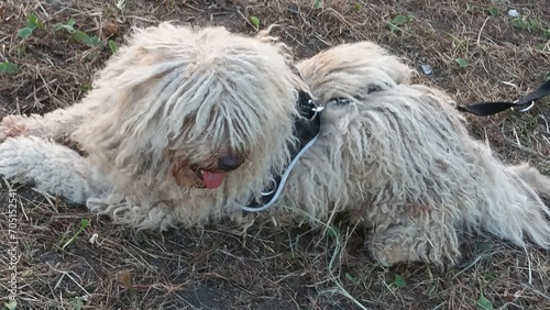 heller Puli