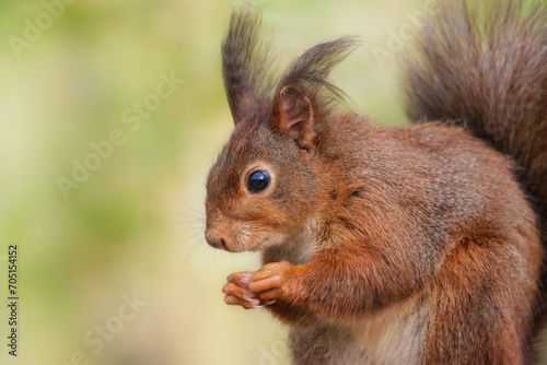 Closeup of a red squirrel with funny ear tufts