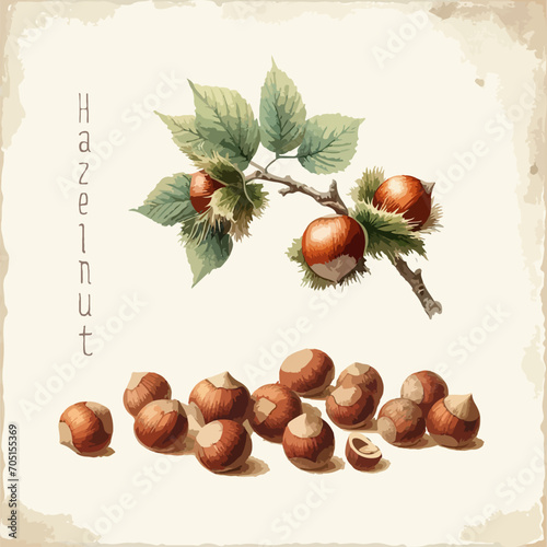 Watercolor hazelnut vintage retro poster design. Vector hazelnut illustration, fruits theme.