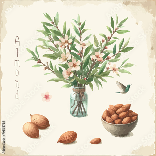 Watercolor almond vintage retro poster design. Vector almond illustration, fruits theme.