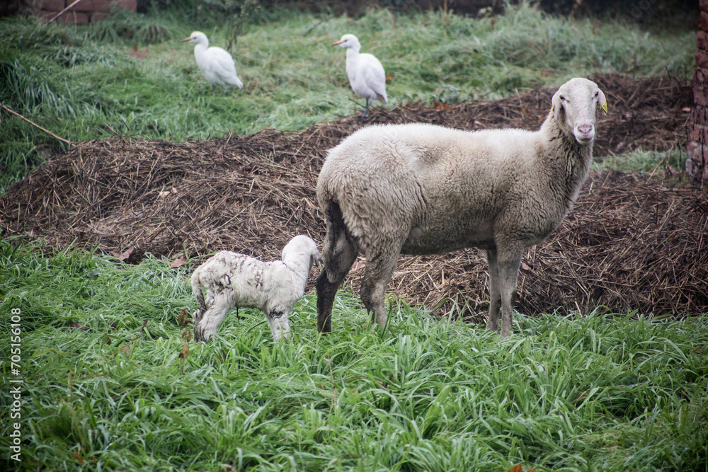 Obraz premium pecora e agnello
