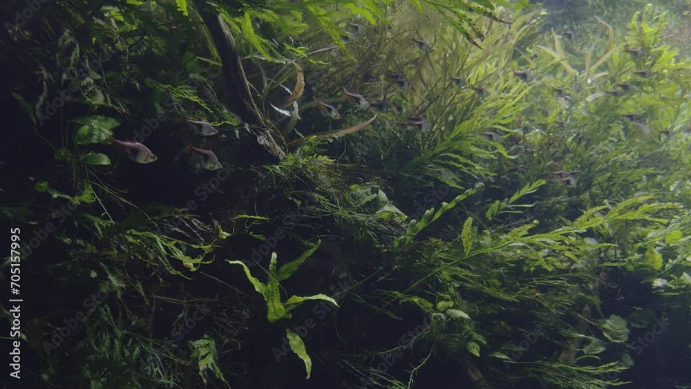 Small fish together with aquatic vegetation.