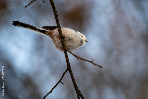 Long-tailed tit on branch.