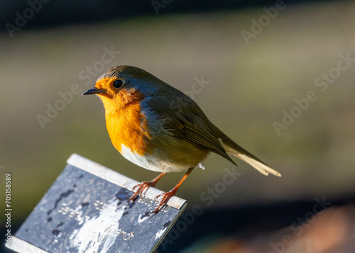 Photography European Robin (Erithacus rubecula) in National Botanic Gardens, Dublin