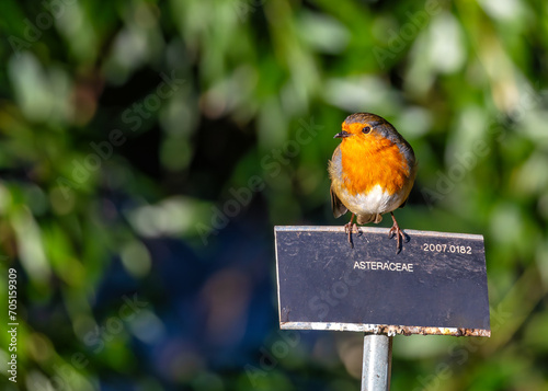 Canvas Print European Robin (Erithacus rubecula) in National Botanic Gardens, Dublin