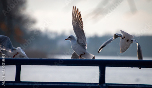 Ptak w ruchu, Rybitwa na barierce © Adrian