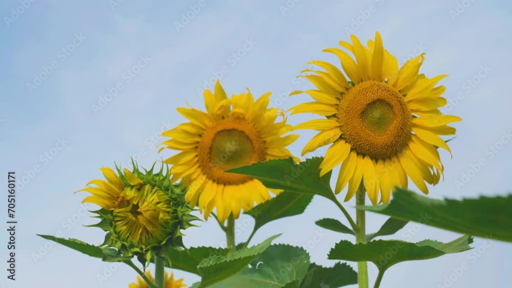 Sunflower in field garden on hill of countryside