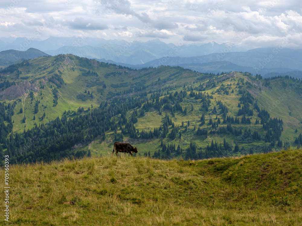 Obraz premium Kuh auf Almwiese mit Aussicht auf grüne Allgäuer Berge