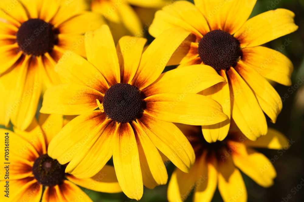 Rudbeckia Hirta. wild flower in nature. beautiful yellow flowers. floral background. big spring or summer flower. Rudbeckia hirta, Marmelade, is a nice garden plant. autumn season, bloom, close-up Rudbeckia Hirta. wild flower in nature. beautiful yellow flowers. floral background. big spring or summer flower. Rudbeckia hirta, Marmelade, is a nice garden plant. autumn season, bloom, close-up