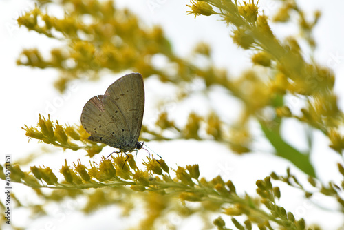 Polyommatus Cyaniris semiargus, blue mazarin. butterfly sitting on a yellow goldenrod flower in a summer field, floral background. yellow wildflowers. macro nature. summer or spring sunny day photo