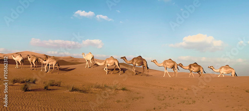 Dubai desert, camels