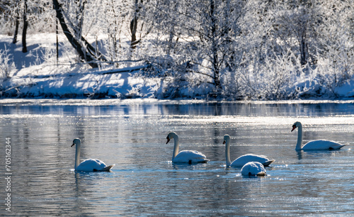 Fototapeta Naklejka Na Ścianę i Meble -  Flock of 5 swans (Cygnus olor) gliding on freezing calm water of ice cold river Ruhr in Sauerland Germany on a cold winters morning. Snowy and romantic scenery with bright sunlight and wild water fowl