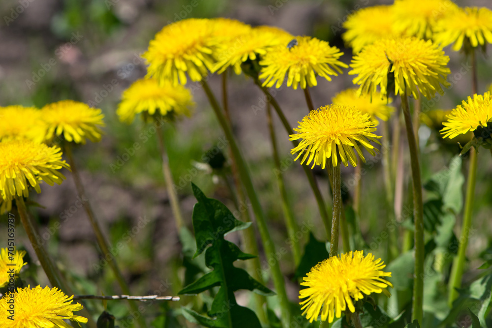 Obraz premium yellow dandelions growing on a lawn illuminated by the sunlight, springtime wild flowering plant with green leaves on stem. macro nature, natural background, close-up