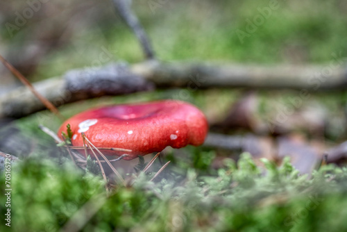 Two russula rosea growing in the woods photo