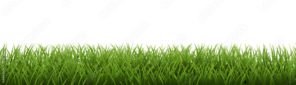 Fototapeta premium Green Grass Border Isoalated White Background