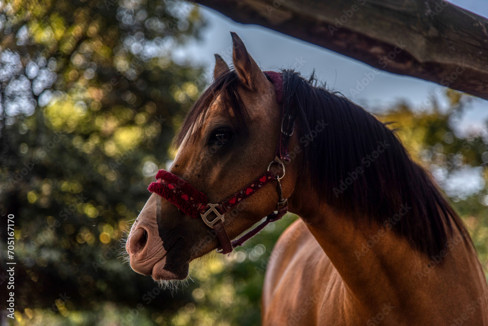 Obraz premium portrait of beautiful male horse with white spot in forehead