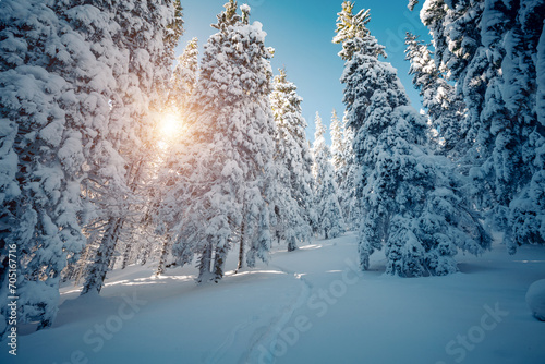 A frosty and sunny day in a snowy forest with frozen fir trees. © Leonid Tit